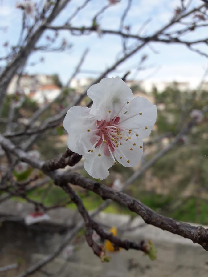 Yaakov'S Apartment Migdal Ha'Emeq Екстериор снимка
